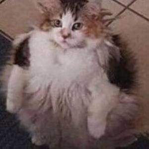 Meet your Posher, Inno